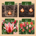 60x Tulipa Greigii Mix - Frühlingsblüher Zwiebeln, Größe 11/12 Bild 4