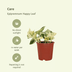 4x Epipremnum Happy Leaf - Pflegeleichte Zimmerpflanze mit bunten Blättern Bild 3
