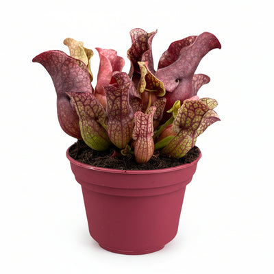 Sarracenia - Fleischtraube im 12cm Topf, ca. 20cm hoch