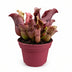Sarracenia - Fleischtraube im 12cm Topf, ca. 20cm hoch Bild 1