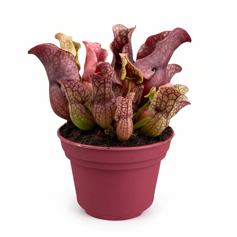 Sarracenia - Fleischtraube im 12cm Topf, ca. 20cm hoch