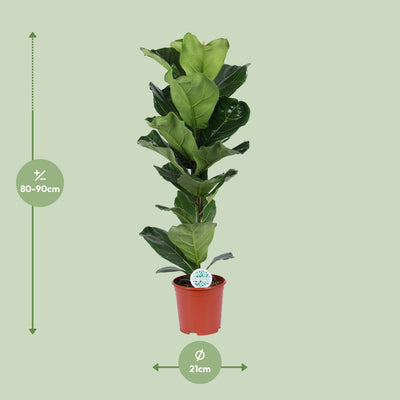 Ficus Lyrata (Geigenfeige) - Ø21cm Topf, ↕90cm Höhe