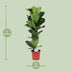 Ficus Lyrata (Geigenfeige) - Ø21cm Topf, ↕90cm Höhe Bild 2