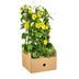 4x Thunbergia alata Sunny Susy Gelb Ø13cm, Kletterpflanze, 60cm Bild 6