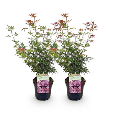 Japanischer Ahorn 'Jerre Swarts' - 2x dunkelrot, Laub abwerfend, 70cm