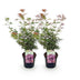 Japanischer Ahorn 'Jerre Swarts' - 2x dunkelrot, Laub abwerfend, 70cm Bild 2