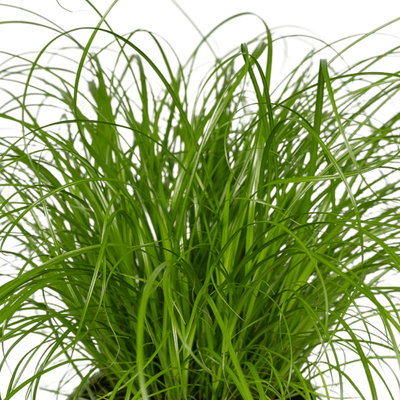 Katzengras (Cyperus Alternifolius) - 4er Packung, 20cm hoch