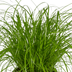 Katzengras (Cyperus Alternifolius) - 4er Packung, 20cm hoch Bild 2