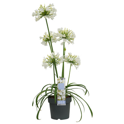 Agapanthus 'Ever White' - Weiße Pracht, Ø19cm, ↕30cm