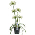 Agapanthus 'Ever White' - Weiße Pracht, Ø19cm, ↕30cm Bild 1