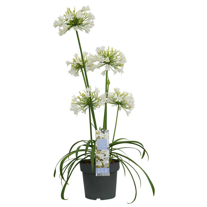 Agapanthus 'Ever White' - Weiße Pracht, Ø19cm, ↕30cm