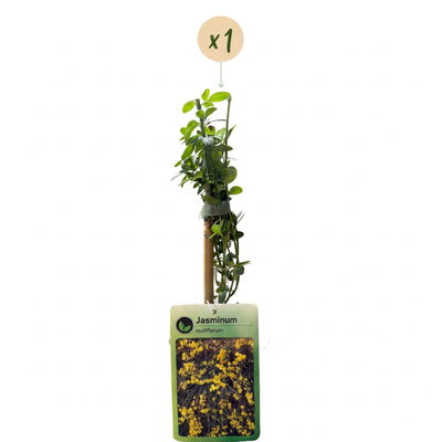Winterjasmin (Jasminum nudiflorum) - Gelbe Kletterpflanze, Ø9cm