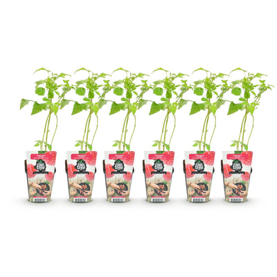 GreenboutiQ - Obstpflanzen - Himbeere - Rubus idaeus Heritage - Winterhart - 6 Pflanzen - Topf 9 cm - Rote Himbeere