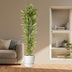 Dracaena Cintho, 210 cm, verzweigt, mit buntem Rand Bild 3