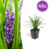 48x Liriope muscari 'Big Blue' - 10-25cm hoch - 9cm Topf Bild 1