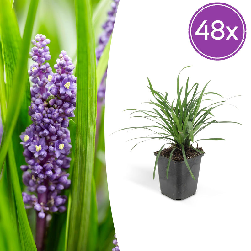 48x Liriope muscari 'Big Blue' - 10-25cm hoch - 9cm Topf