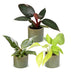 3x Baby Philodendron Tricolour Set: Weiß, Rosa, Gelbgrün - Ø6cm Bild 2