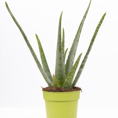 Aloe Vera P&PURE Collection – Robuste Zimmerpflanze im Ø12cm Topf