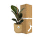 Ficus Elastica 'Robusta' im ELHO Vibes Fold Topf (14cm, gelb) Bild 4