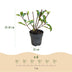 Rispenhortensie 'Living Little Rosy' - Winterhart, Rosa, Topf 12cm Bild 3
