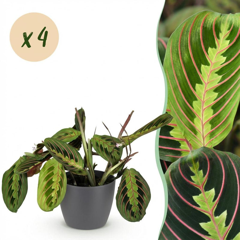 Green boutiQ Maranta Fascinator Tricolour Houseplant with Grey Pot