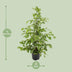 Ficus benjamina Goldenking, 95cm hoch, Ø21cm Topf Bild 2