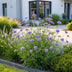 Green boutiQ - Perennial - Scabiosa col. Butterfly Blue - Pincushion Flower - Attracts Bees and Butterflies - Purple - 3 Plants - Pot 11cm - Height 15-25cm Bild 12