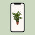 Friedenslilie Spathiphyllum Torelli P17 - Ø17cm - ↕65cm Bild 5