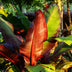 GreenboutiQ Bananenpflanze Ensete ventricosum Maurelli - Winterhart (2 Stk.) Bild 4