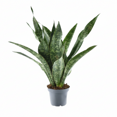 Sansevieria Aubrytniana Dragon – Ø14cm, H55cm