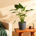 Alocasia Cucullata: Exotische Grünpflanze mit grauem Topf Bild 4