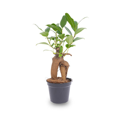 Ficus Ginseng Bonsai Microcarpa, Topfgröße Ø 6 cm