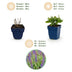 Green boutiQ - Perennial - Salvia nem. Sense Deepl Blue - Sage - Bee and Butterfly Attractors - Purple - 3 Plants - Pot 11cm - Height 15-25cm Bild 3