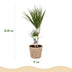 Dracaena Marginata (Drachenbaum) im 17cm Topf, 70-80cm hoch Bild 3