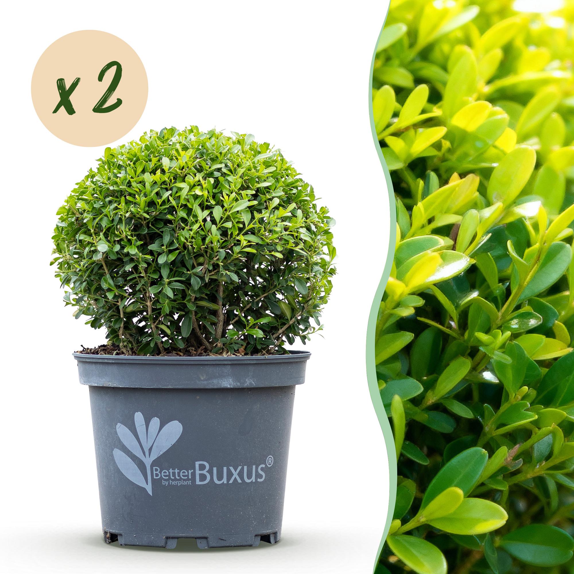 GreenboutiQ - Buxus Kugel - BetterBuxus Skylight - Resistenz gegen den Buxus-Schimmel - 2 Pflanzen - Topf 23cm Kugel 25cm