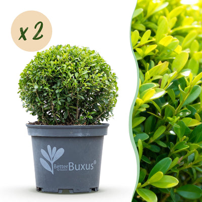 GreenboutiQ - Buxus Kugel - BetterBuxus Skylight - Resistenz gegen den Buxus-Schimmel - 2 Pflanzen - Topf 23cm Kugel 25cm