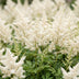 Green boutiQ - Perennial - Astilbe (J) Deutschland - Plume Spiraea - Shade - White - 24 Plants - Pot 11cm - Height 15-25cm Bild 4