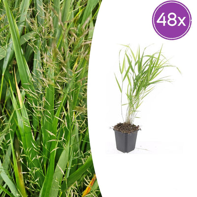 48x Hakonechloa macra - ↕10-25cm - Ø9cm