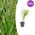 48x Hakonechloa macra - ↕10-25cm - Ø9cm Bild 1