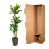 Dracaena Golden Coast Pflanze, 160 cm hoch, ø24 Topf Bild 4