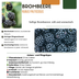 6x Organic Blackberry Plants Ø 13cm, 20cm high Bild 6