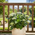 Hydrangea Curly Wurly Blue (9-15cm) 50cm Pot 23cm Bild 3