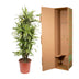 Dracaena Lemon Lime (150 cm) – Vibrant Foliage for Your Home Bild 4