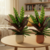 Calathea Lancifolia Insignis: 2er Set, 45cm Hoch, Ø14cm Topf Bild 2