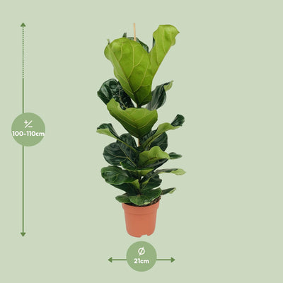 Ficus Lyrata (Geigenfeige) - Ø21cm Topf - ca. 100cm hoch