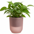 Elho Vibes Orchideentopf rosa D13 x H15 cm Bild 3