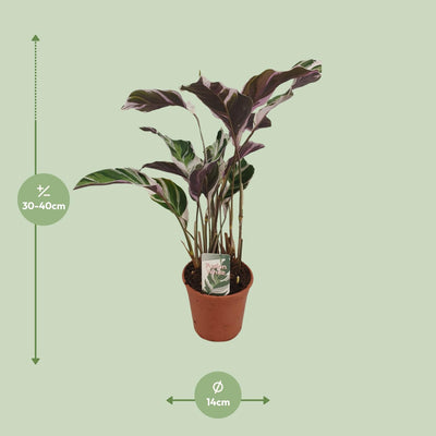 Calathea Fusion White Basic - 14cm Topf, 40cm hoch