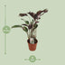 Calathea Fusion White Basic - 14cm Topf, 40cm hoch Bild 2