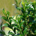 GreenboutiQ Euonymus Green Spire: 8 Heckenpflanzen für 1m dichte Hecke Bild 6