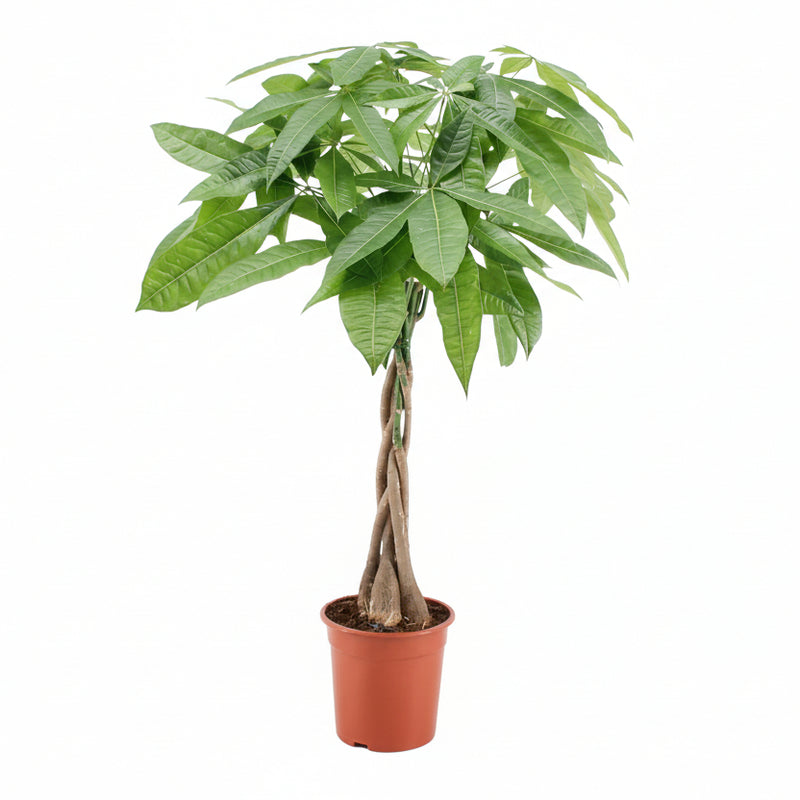 Glückskastanie Pachira Aquatica - Ø19cm, ↕80cm